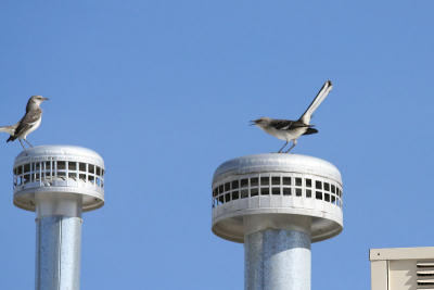 Mockingbird encounter - 2