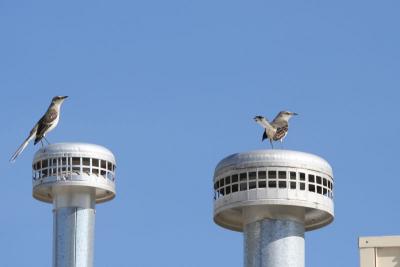 Mockingbird encounter - 3