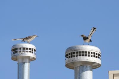 Mockingbird encounter - 4