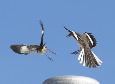 Mockingbird Encounter - 5