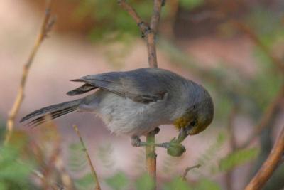 Chickadees, Nuthatches, and allies