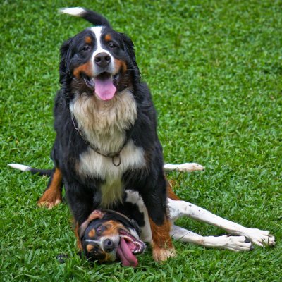 dogparty-22.jpg