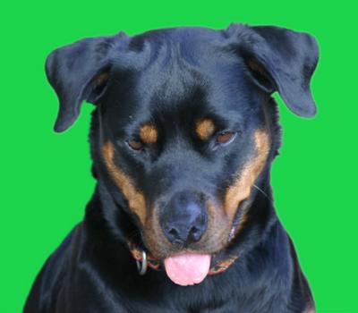 Rottweiling