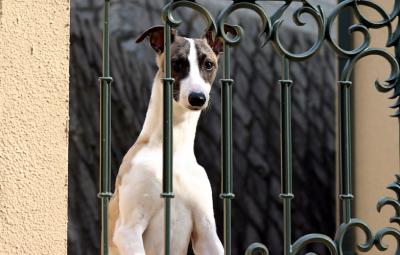 neighbor_pup1.jpg
