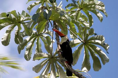 2005-12-Pantanal-005 copy2.jpg