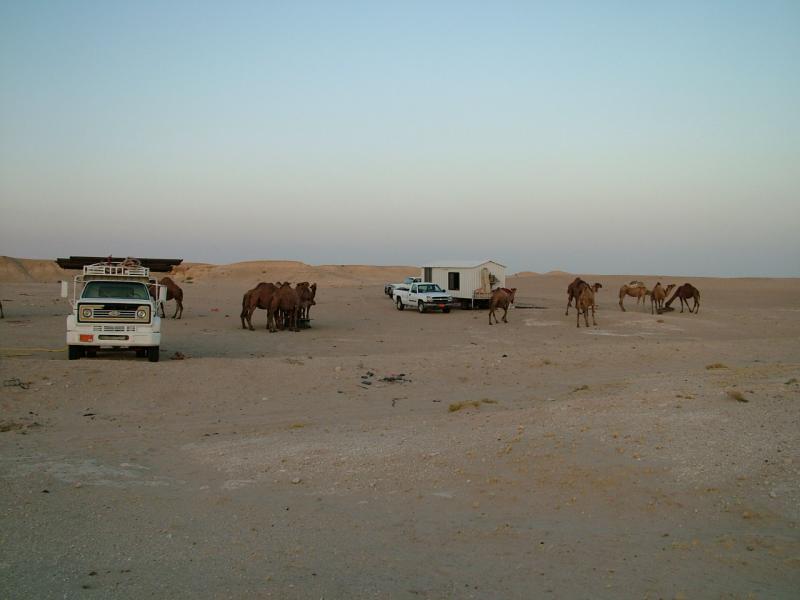 Camel Farm Kuwait.JPG
