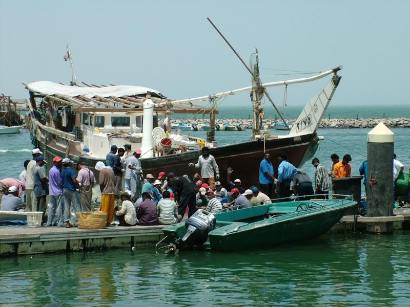 Landing the Catch Sharq Kuwait.JPG