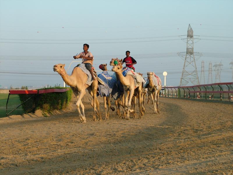 Racing Camel training at Nad Al Sheba Dubai.JPG