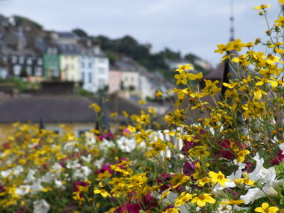 Flowers Cobh Ireland.JPG