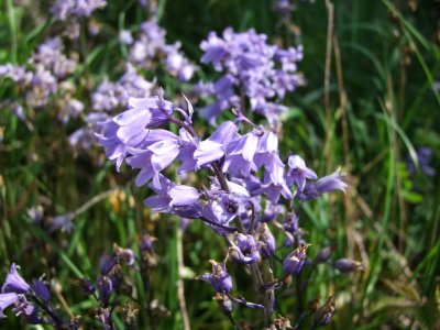 Bluebells