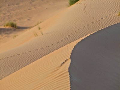 Al Ain Desert Dunes