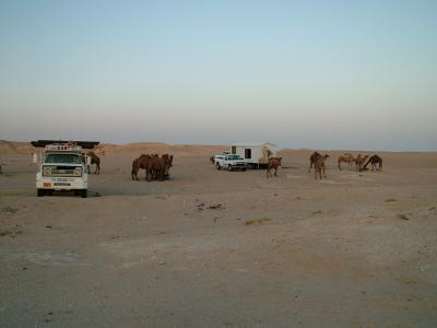 Camel Farm Kuwait.JPG