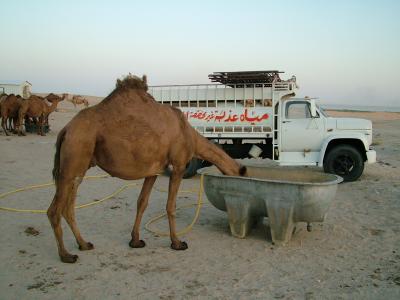 Camel Farm Kuwait.JPG