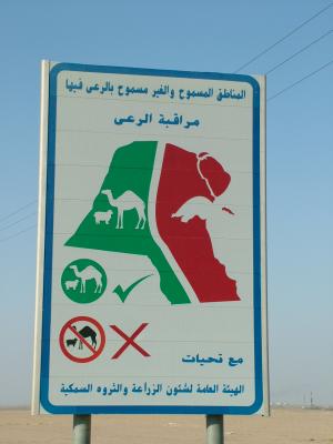 How to herd your Camels in Kuwait.JPG