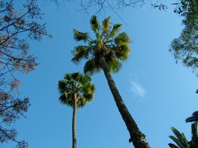 Palm trees.JPG