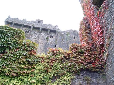 Blarney Castle Ivy.jpg