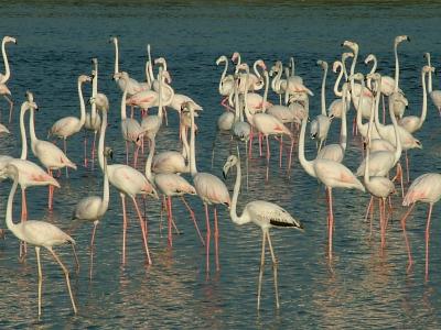 Flamingos Dubai.JPG