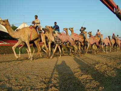 Racing Camel training at Nad Al Sheba Dubai.JPG