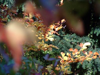 Fota Autumn Leaves.jpg