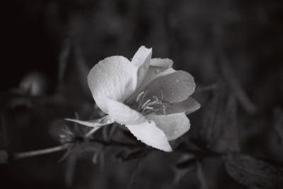 Flower with Raindrops.JPG