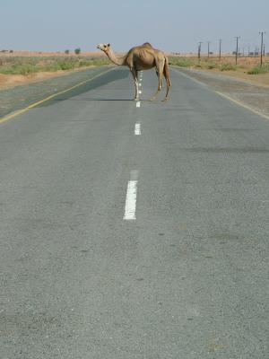 Beware of Camels Dubai.JPG