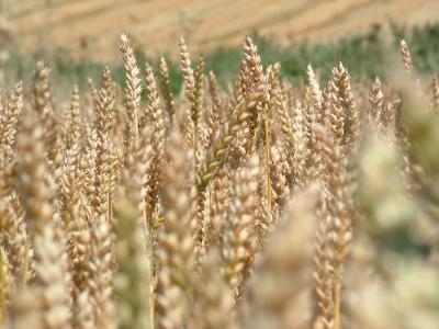 Wheat Field.jpg