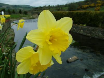 Daffodils.JPG