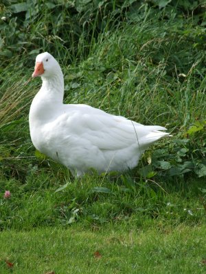 Goose.JPG