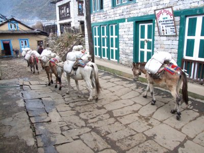 Donkeys Lukla Nepal.JPG