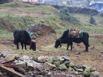 Yaks Lukla Nepal.JPG