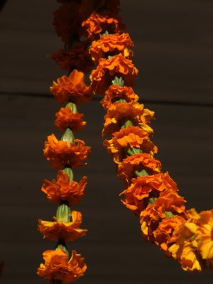Diwali Flowers Kathmandu Nepal.JPG