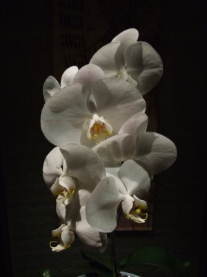 Orchid Beijing.JPG