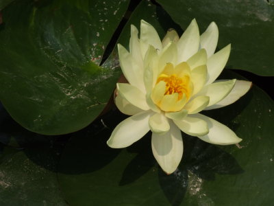 Water Lily Pokhara.JPG