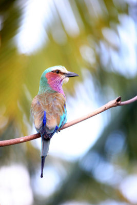 African lilac breasted roller bird.