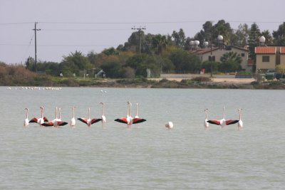 Flamingos in the Larnaca salt lake
