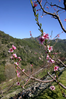 Cherry Blossom in the Troodos