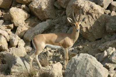 Jebel Ali Wildlife