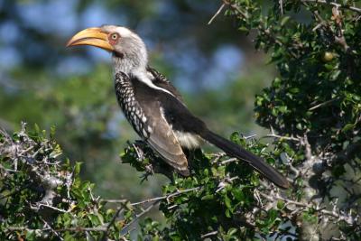 g3/36/645136/3/58148286.IMG_0257hornbill.jpg