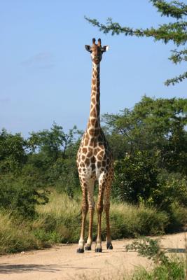 g3/36/645136/3/58148659.IMG_0264giraffe.jpg