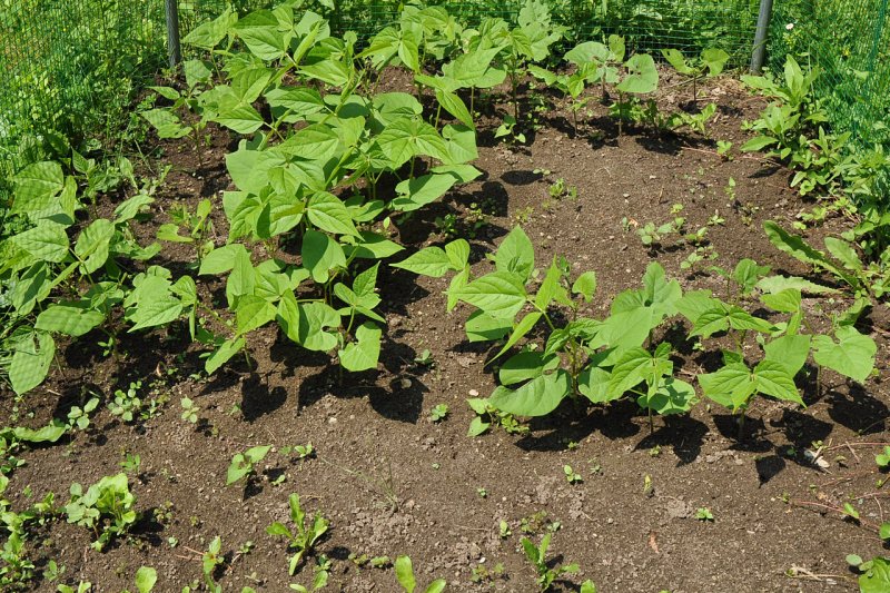 Yellow_bean_plants.jpg