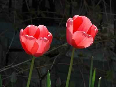 Tulips_in_Sun.jpg