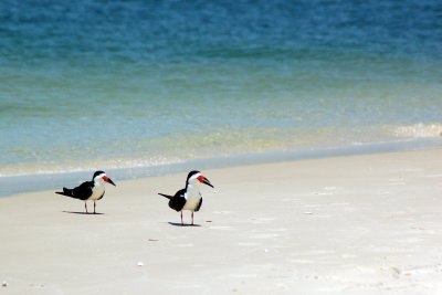 Skimmers on Horn Island