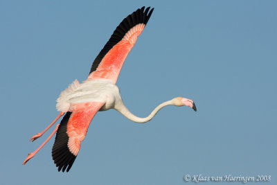 Europese Flamingo / Greater Flamingo