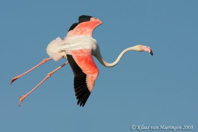 Flamingo - Greater Flamingo - Phoenicopterus roseus