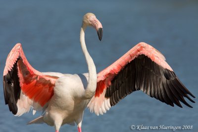 Flamingo - Greater Flamingo - Phoenicopterus roseus