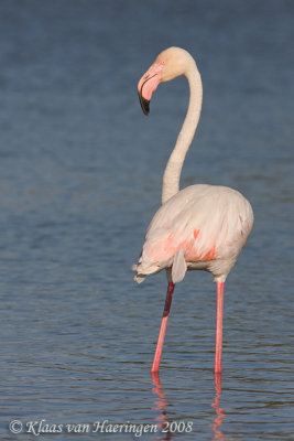 Flamingo - Greater Flamingo - Phoenicopterus roseus