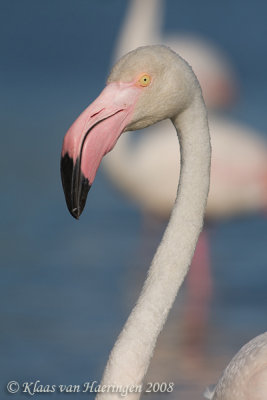 Flamingo - Greater Flamingo - Phoenicopterus roseus
