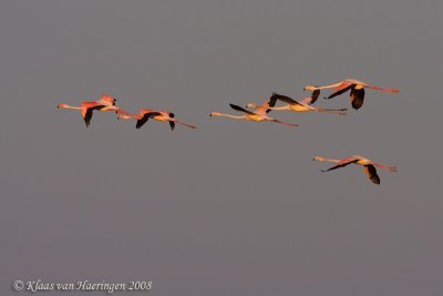 Flamingo - Greater Flamingo - Phoenicopterus roseus