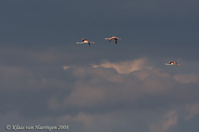 Flamingo - Greater Flamingo - Phoenicopterus roseus