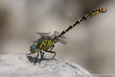 Kleine tanglibel / Green-eyed Hook-tailed Dragonfly